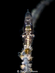Head-On

Sawblade Shrimp - Tozeuma armatum

Chaloklum... by Stefan Follows 